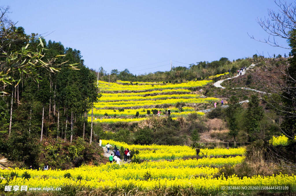 春日梯田油菜花美景