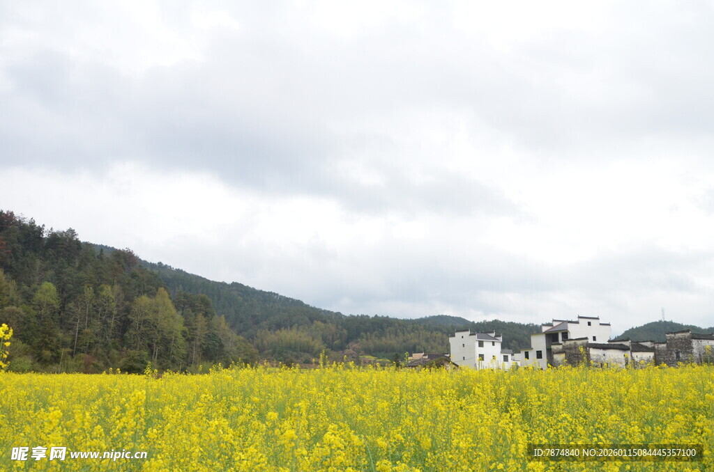 金黄油菜花田与远山民居