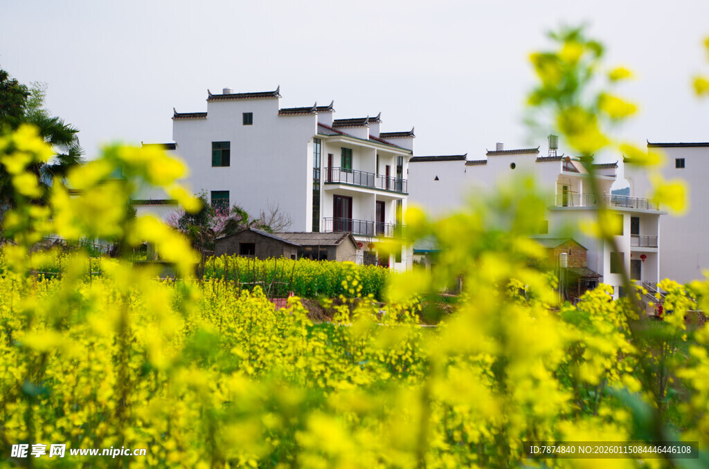 油菜花海中的白墙民居