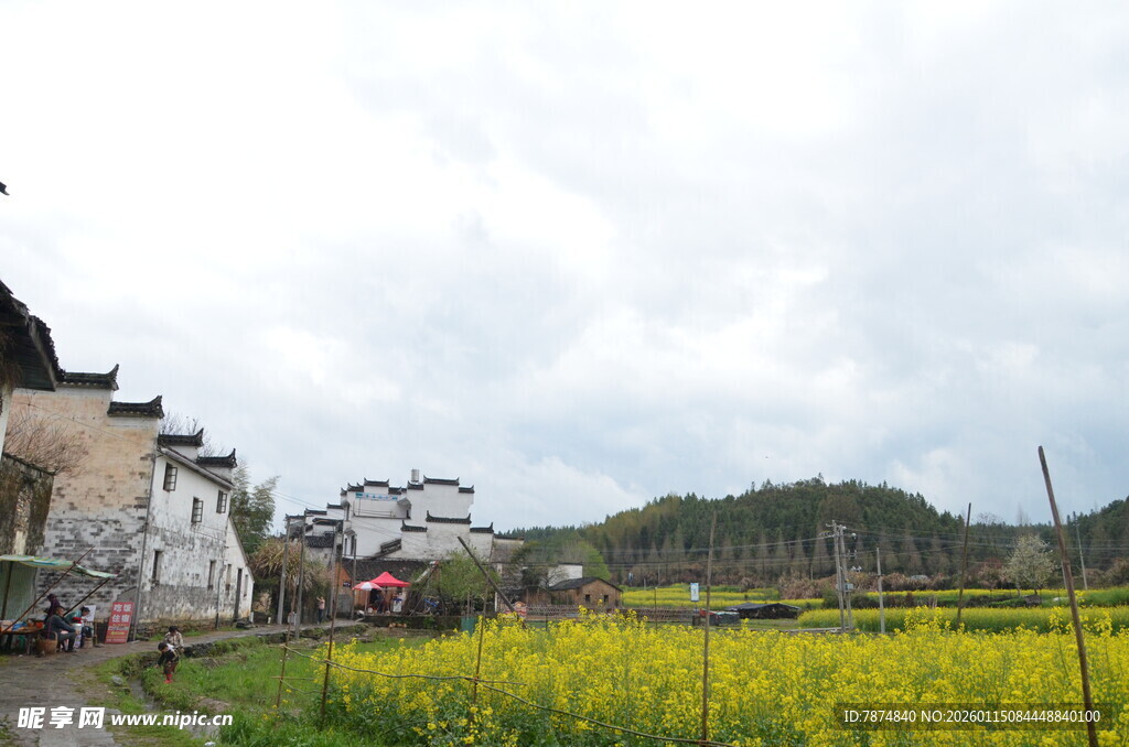 乡村田园风光 金黄油菜花田