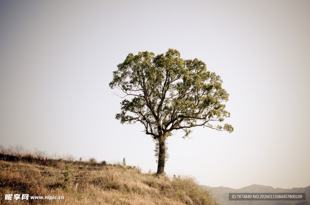 孤树屹立于山丘之上