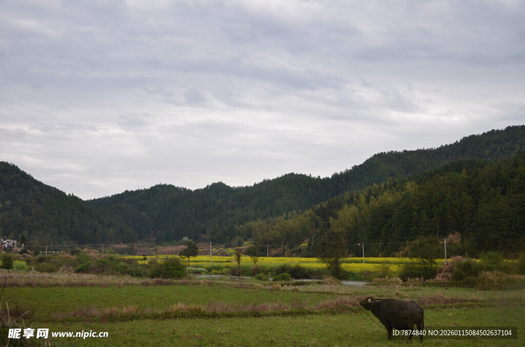乡村田野间的耕牛图景