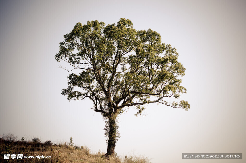 孤树挺立在开阔原野