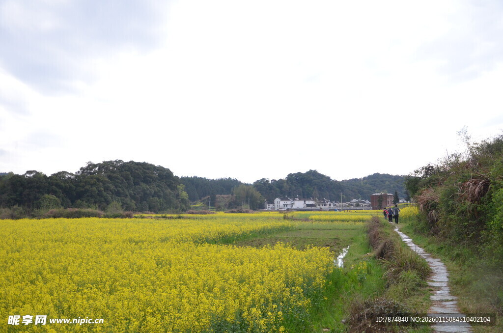金黄稻田中的乡间小路