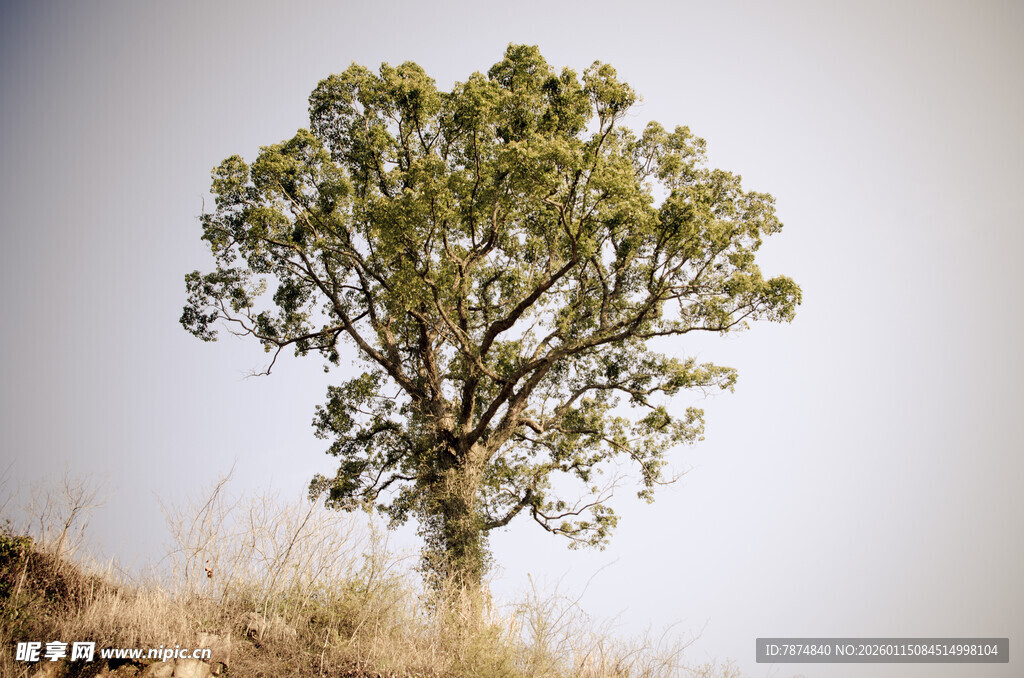 孤树屹立于荒野之上