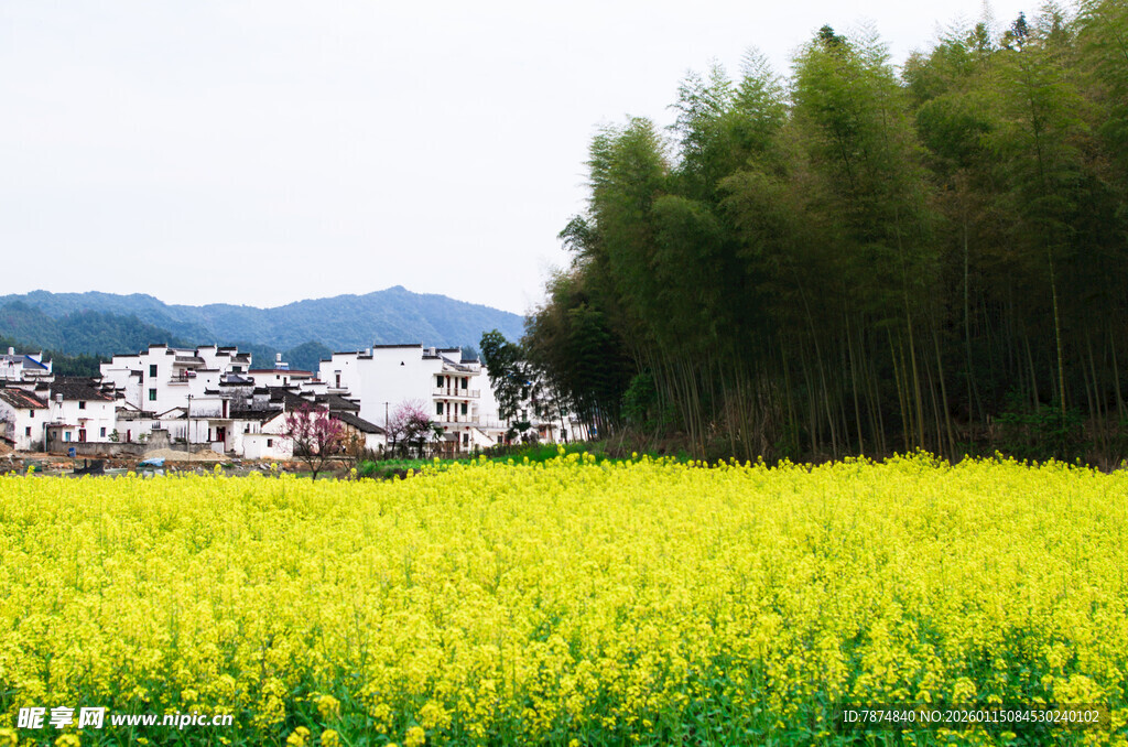 金黄油菜田旁的村落风光