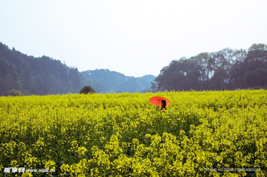 春日油菜田中红衣人