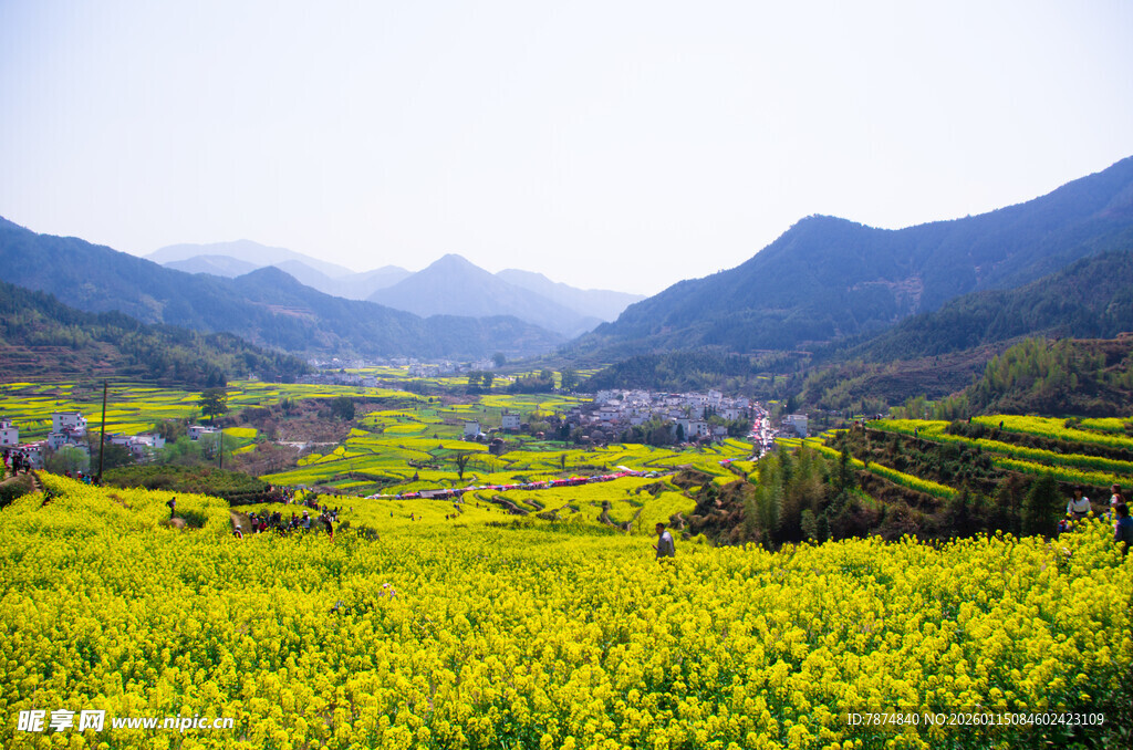 春日山间油菜花海美景