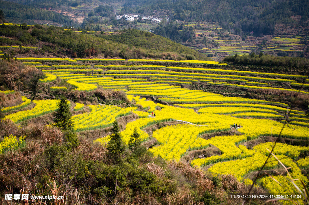 梯田油菜花海田园风光