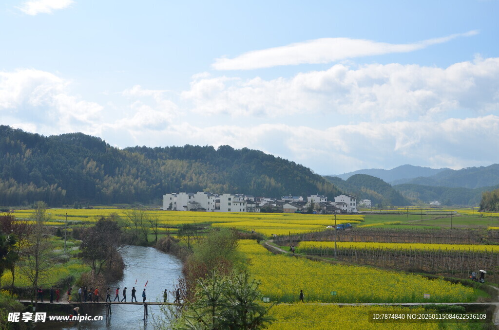 田园油菜风光美景