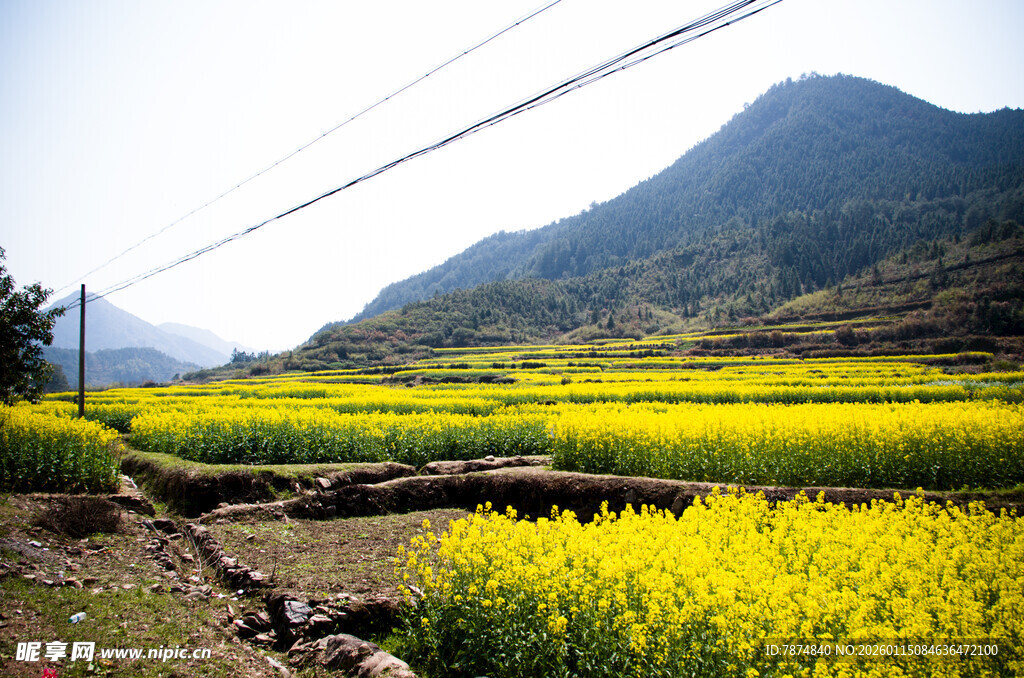 春日山间油菜花田美景