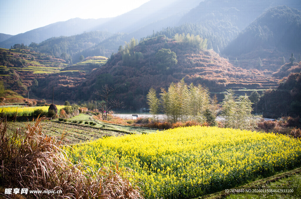 山间油菜田的美丽风光