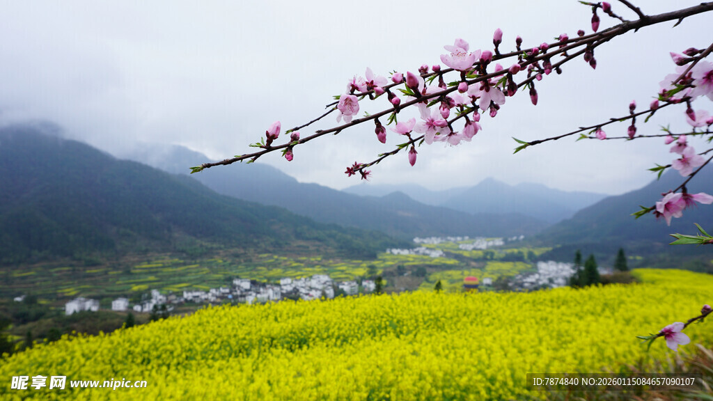 春日山村油菜桃花美景