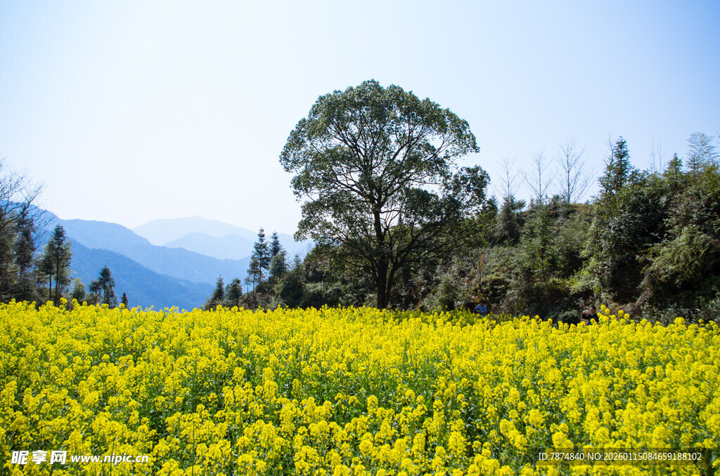 金黄油菜花海与远山绿树