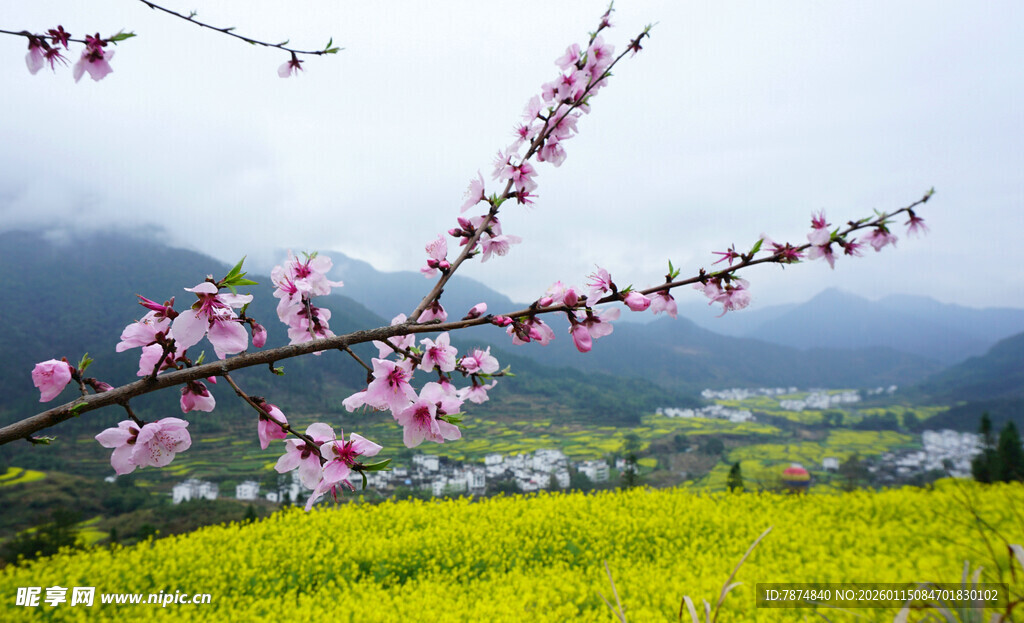 春日繁花与金黄田野美景