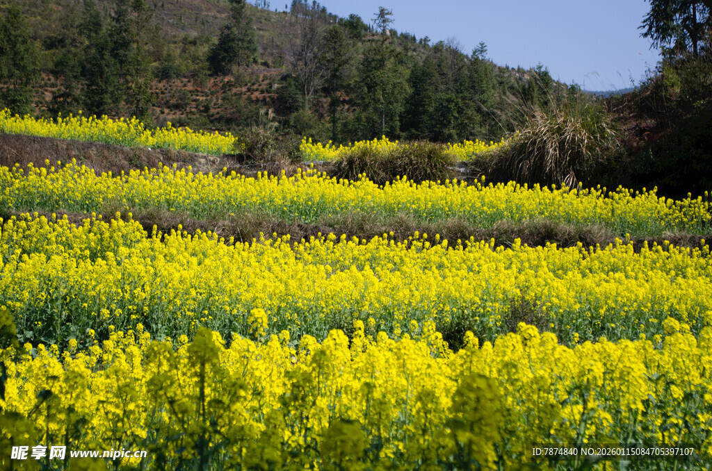 春日油菜花海美景
