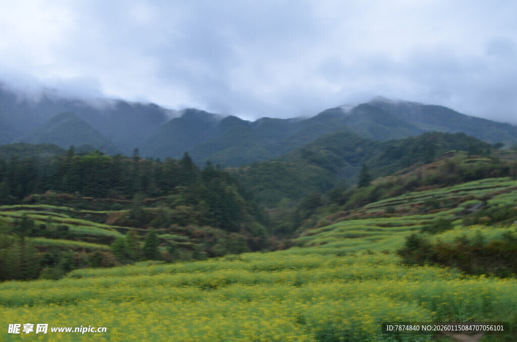 山间油菜花海美景