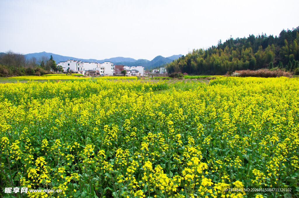 春日油菜花海田园风光