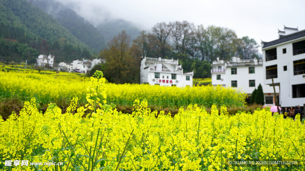 春日油菜田旁的白墙村落