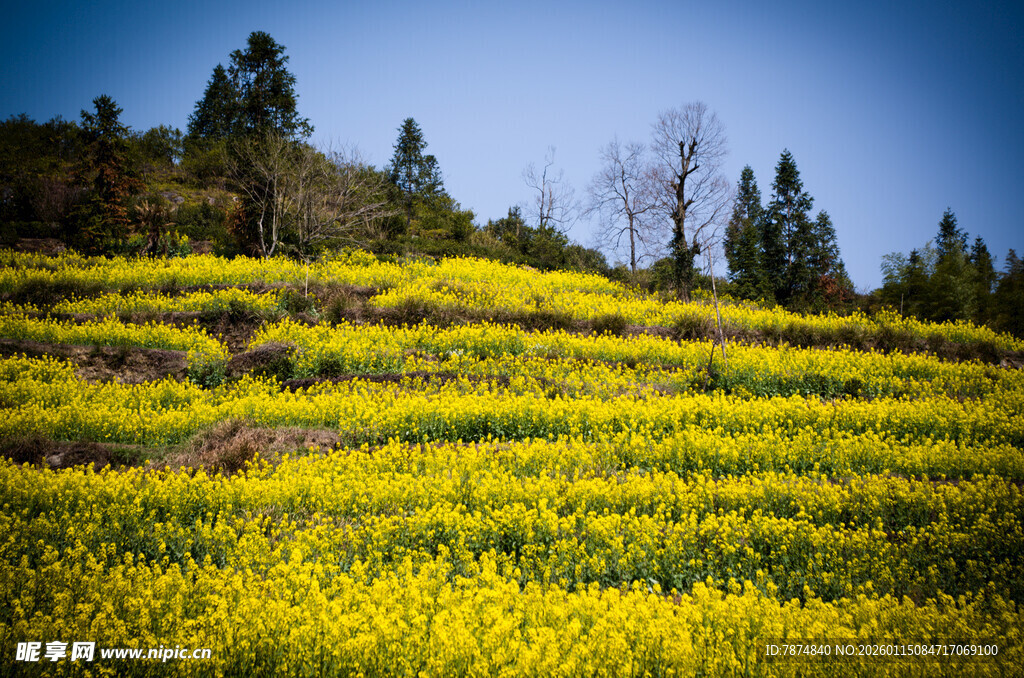 金黄油菜花田的美丽风光