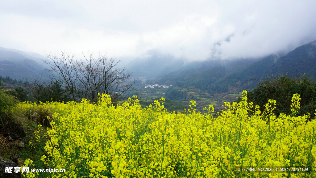 山间油菜花海美景