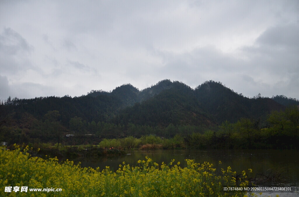 山间黄花与云雾缭绕之景