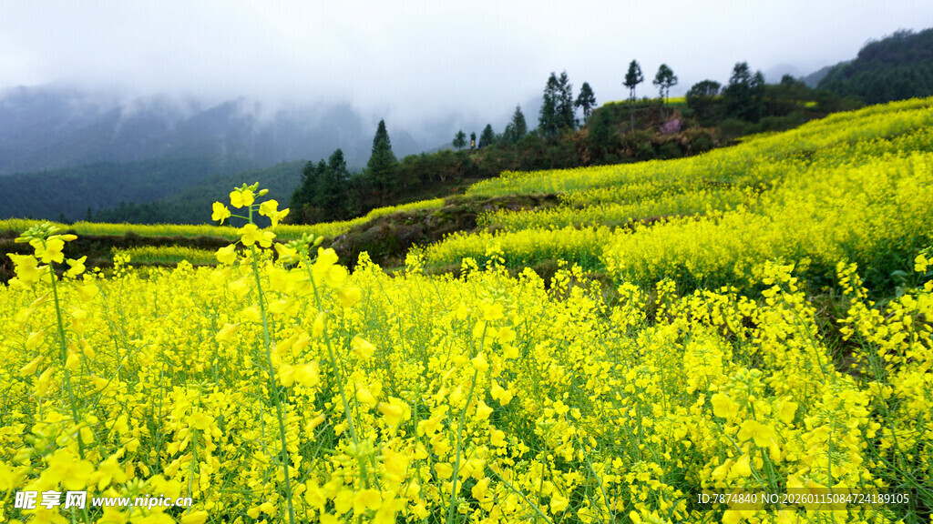 金黄油菜田 山间美丽风光