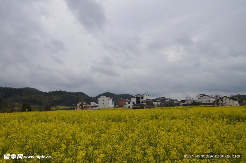 金黄油菜田与远处村落