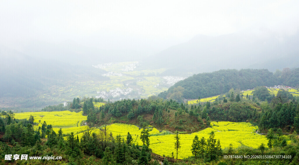 山间油菜花海美景