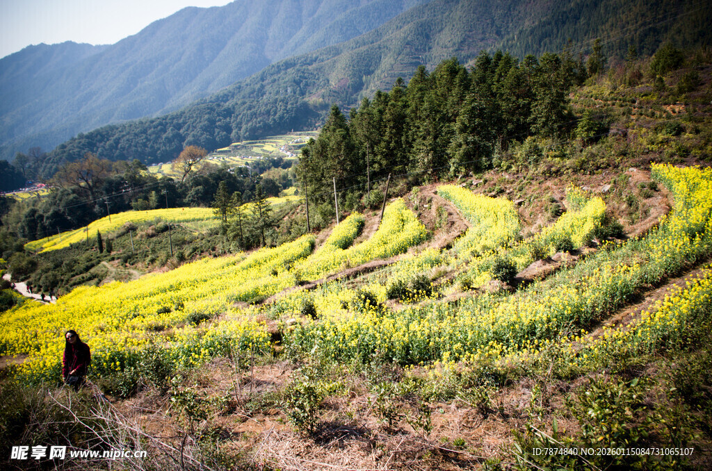 山间梯田油菜花美景