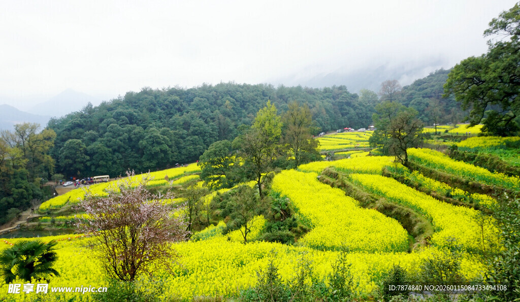 春日梯田油菜花美景