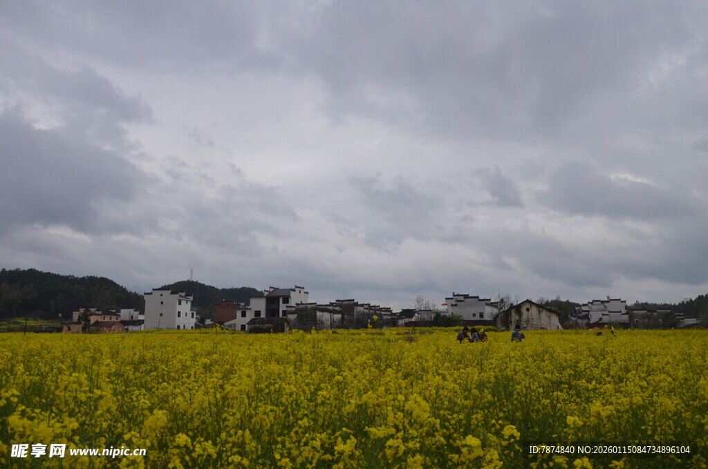 金黄花田旁的村落风景