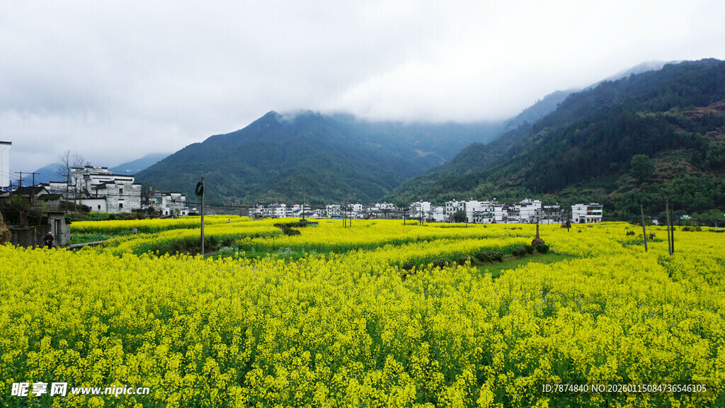 金黄油菜花田与远山村落