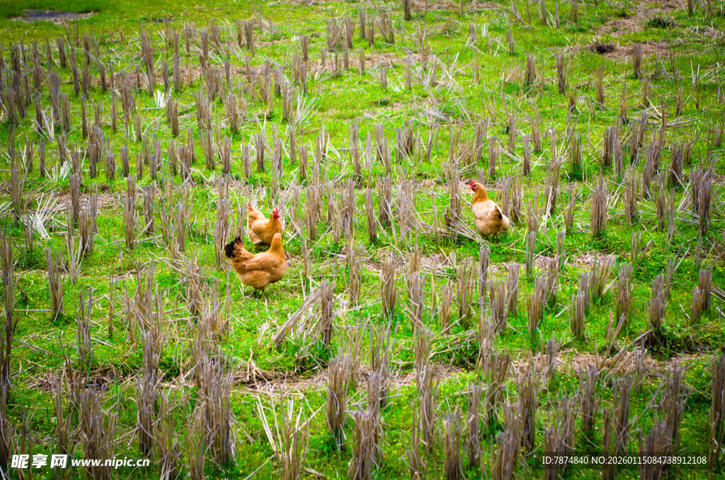 稻田中劳作的两位农民