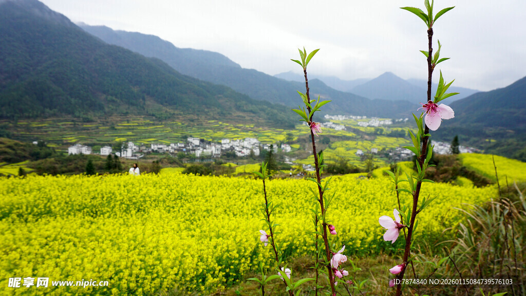 春日田野烂漫风光