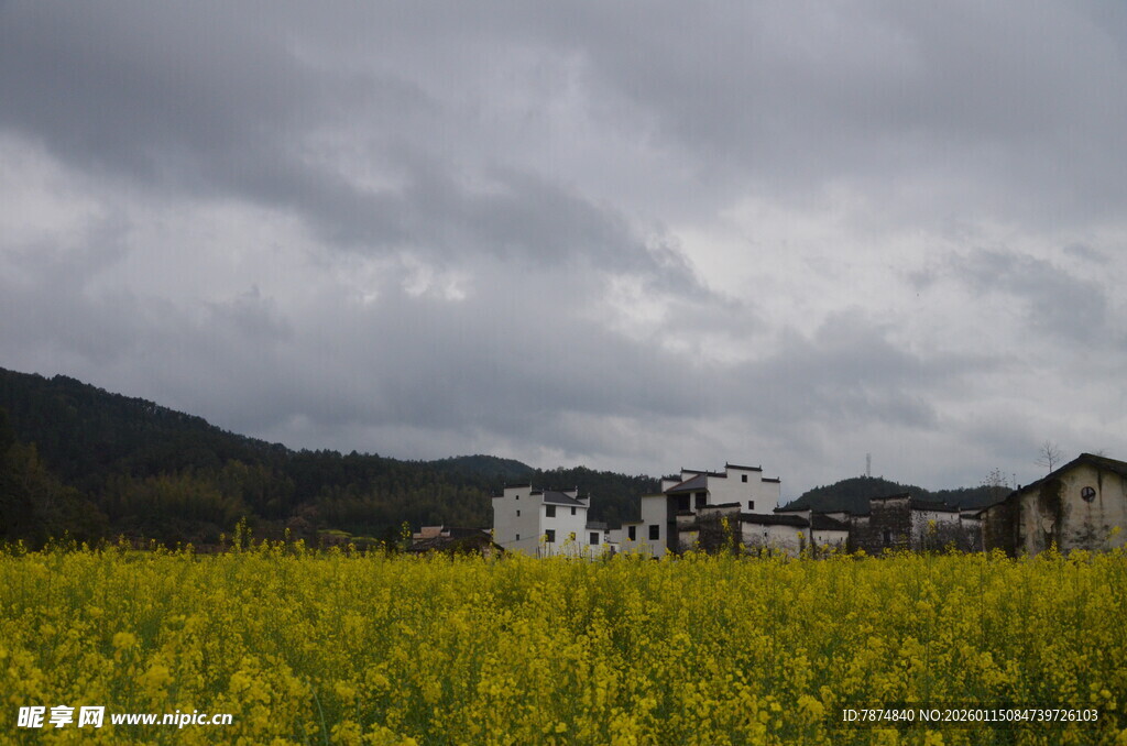 金黄花田旁的乡村景致