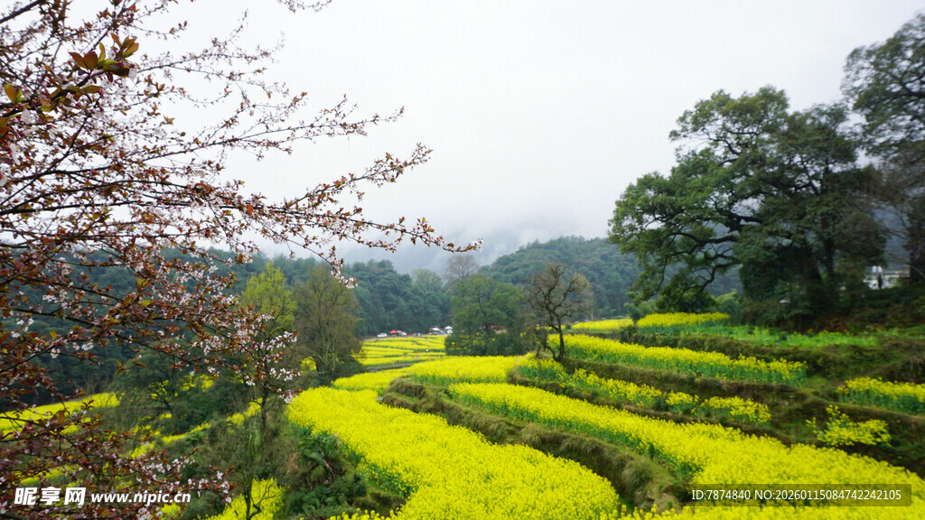 山间油菜花海美景
