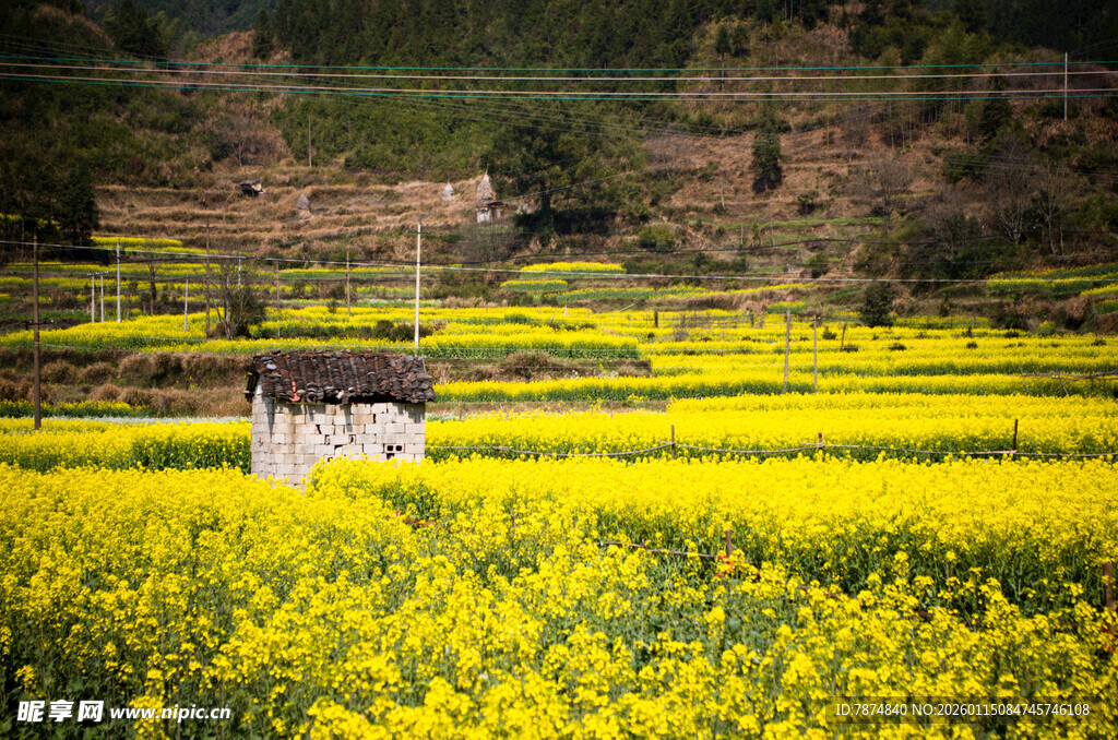 田园黄花间的悠然白马