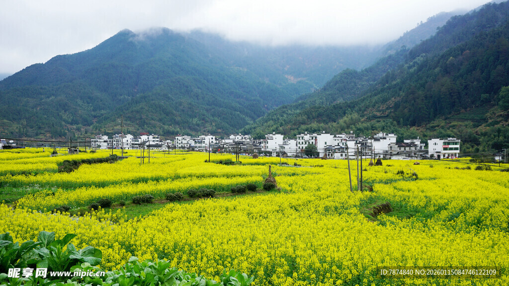 春日山间油菜花海美景