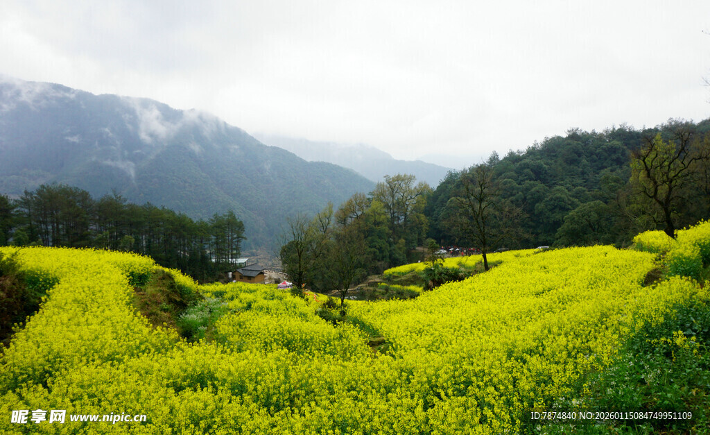 春日油菜花海田园风光