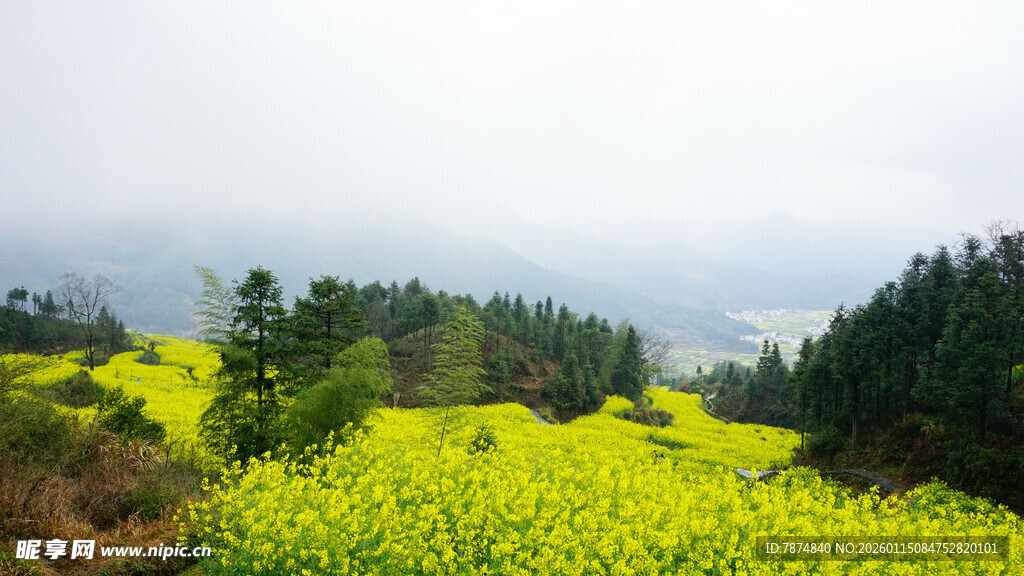 春日油菜花海田园风光