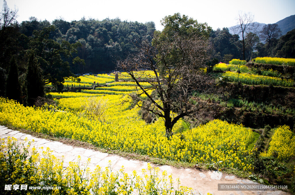 春日田野油菜花美景