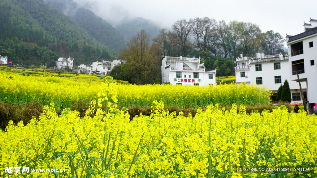 春日田野间的金黄油菜花海
