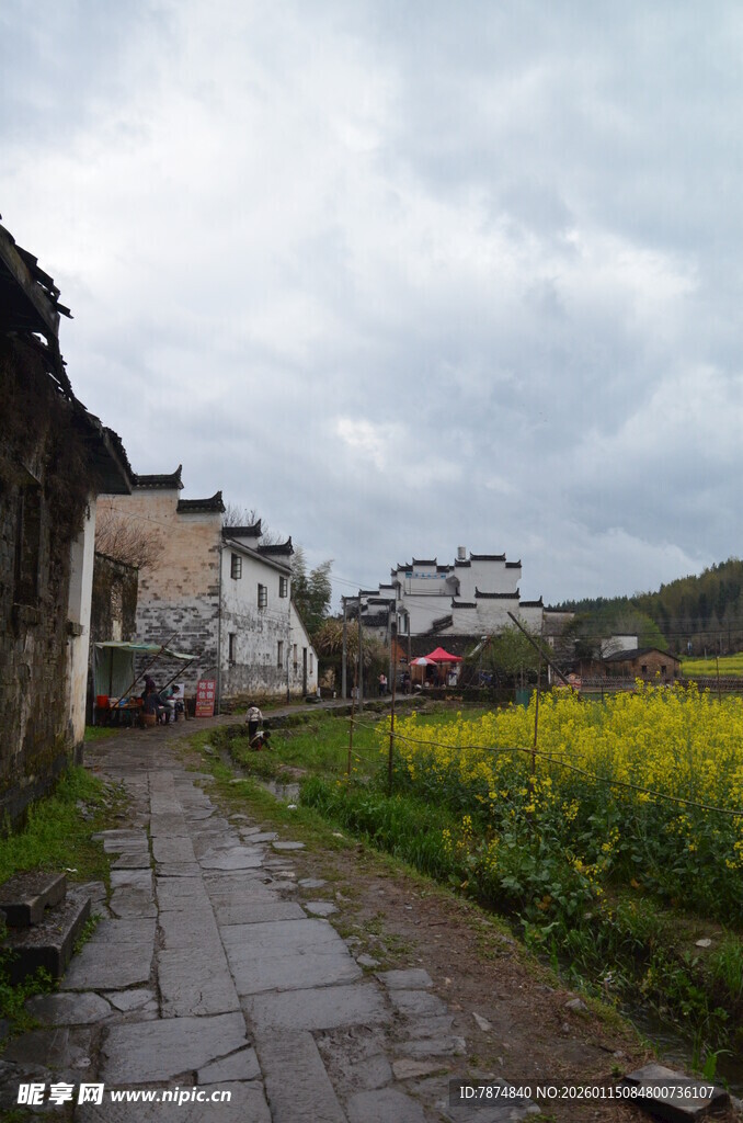 乡村小道旁的金黄油菜花