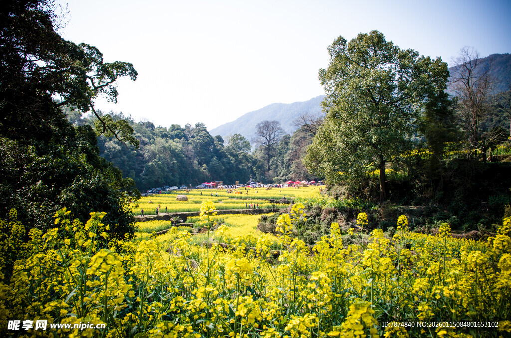 春日油菜花海田园风光
