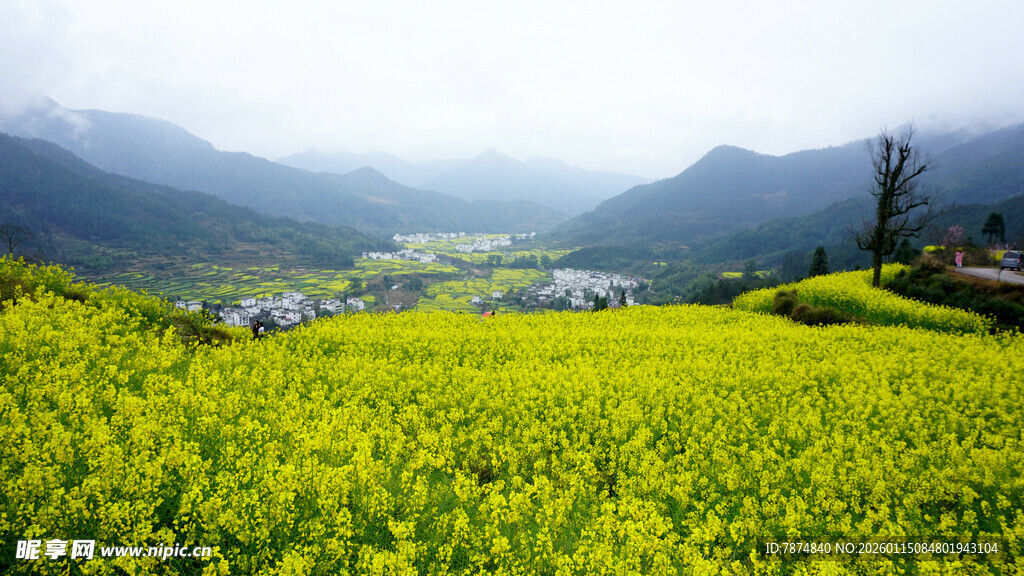 春日油菜花海田园风光
