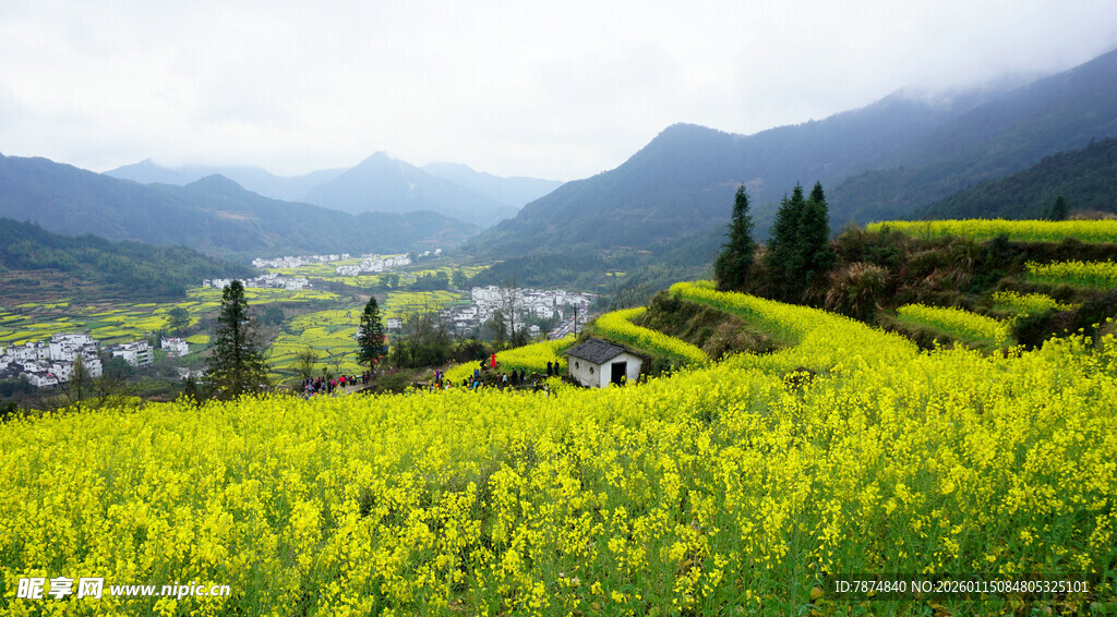 春日油菜花海田园风光