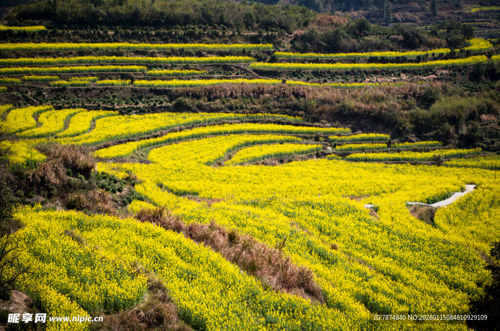 金黄梯田美景 田园风光