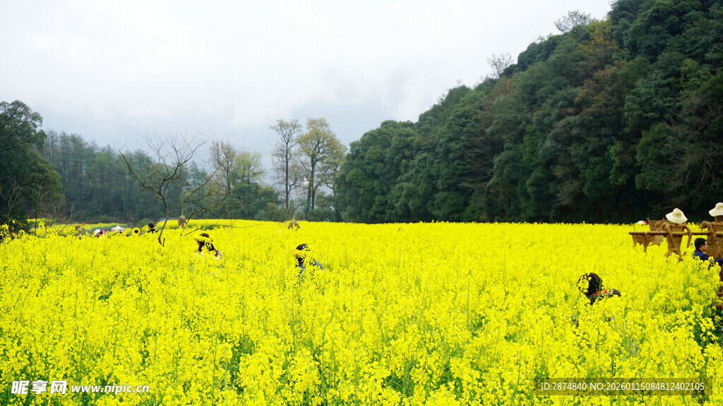 金黄油菜田中劳作的人们
