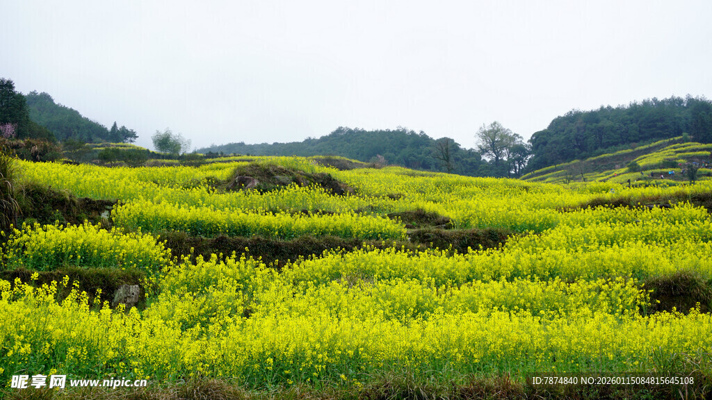 春日梯田油菜花美景